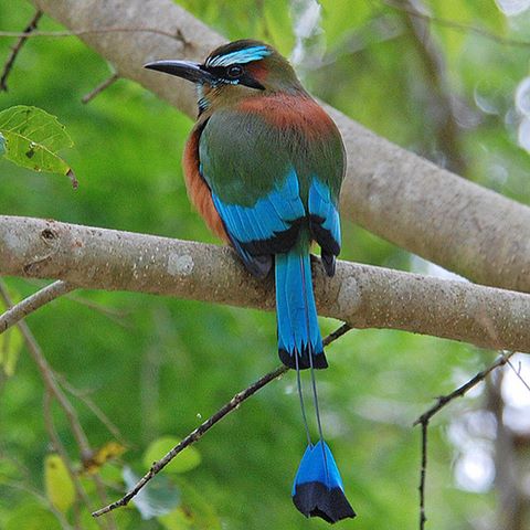 Bird in Esteli, Nicaragua